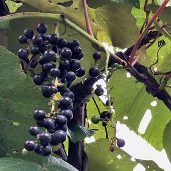 Mountain grapes