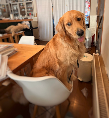 TED